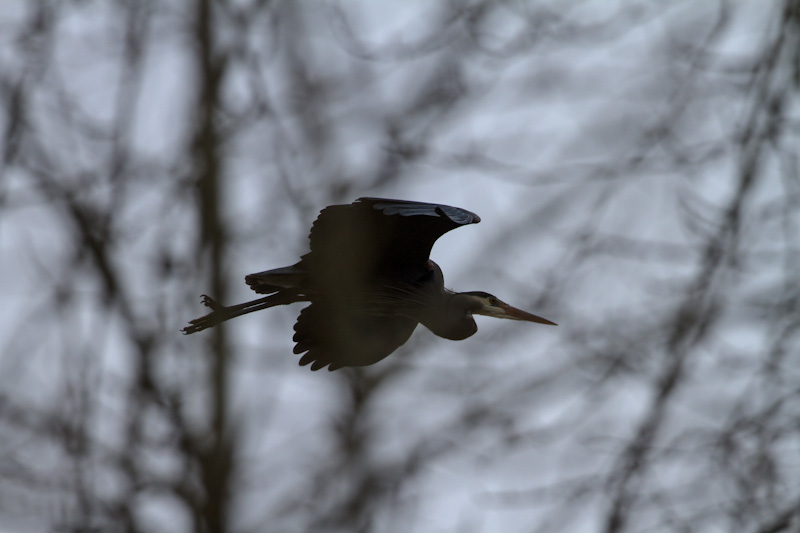 Great Blue Heron