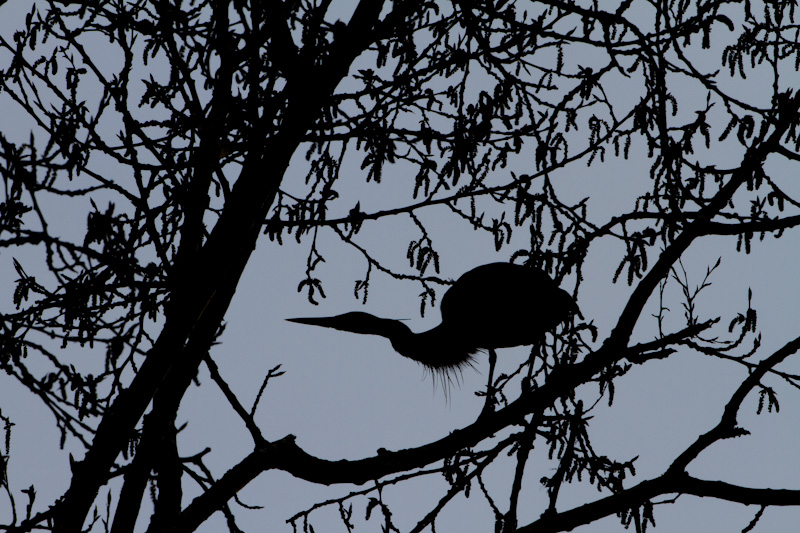 Great Blue Heron In Tree