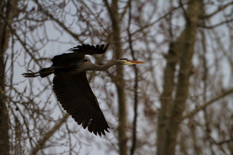 Great Blue Heron