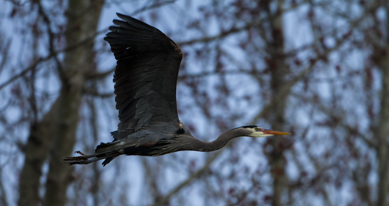 Great Blue Heron