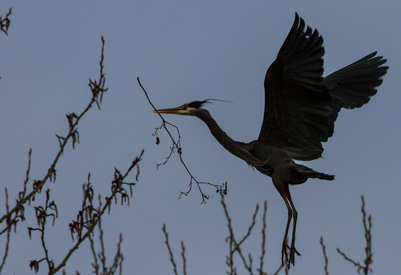 Great Blue Heron