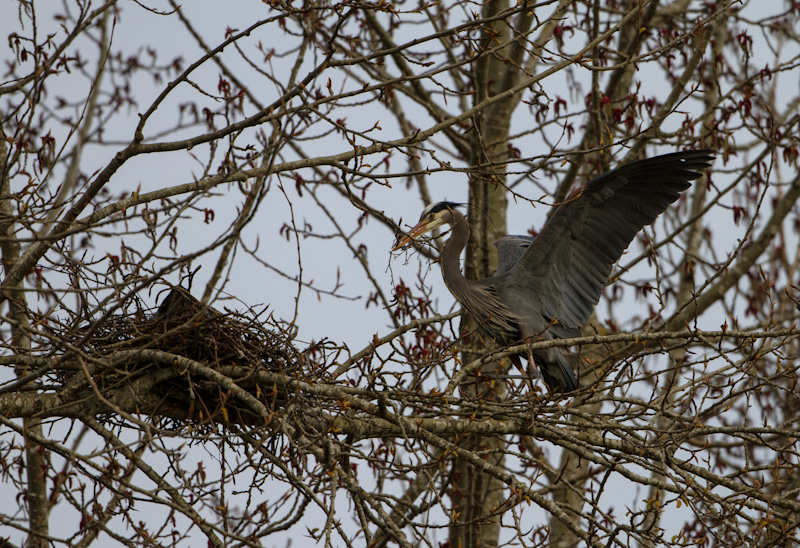 Great Blue Herons Building Nest