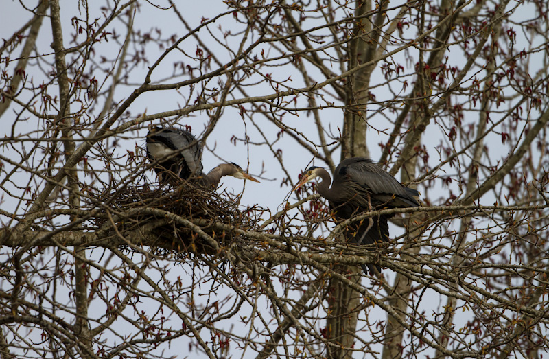 Great Blue Herons Building Nest