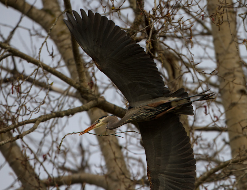 Great Blue Heron In Flight