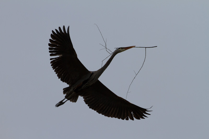 Great Blue Heron Carrying Nest Material