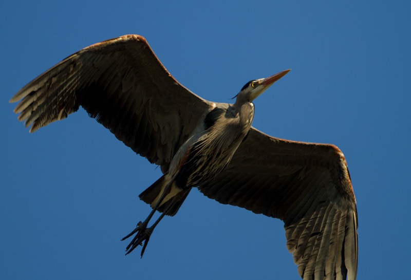 Great Blue Heron In Flight