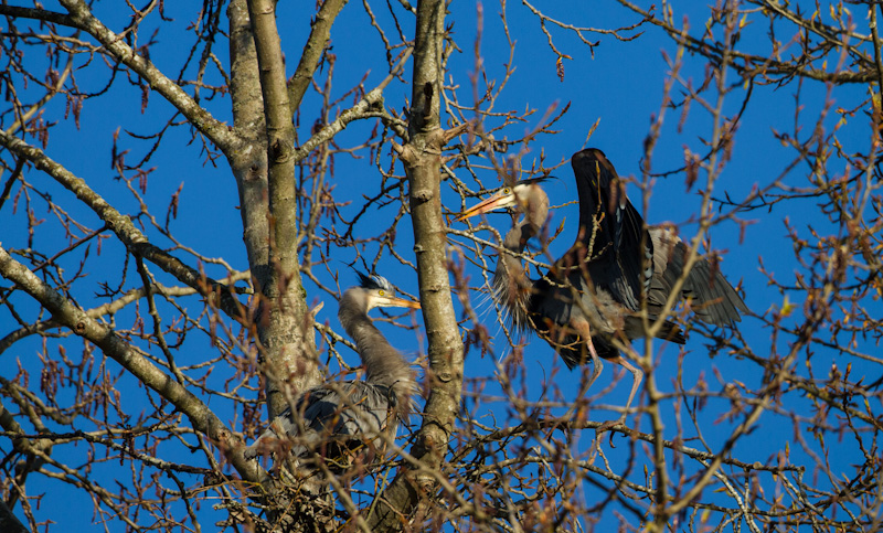 Great Blue Herons Building Nest