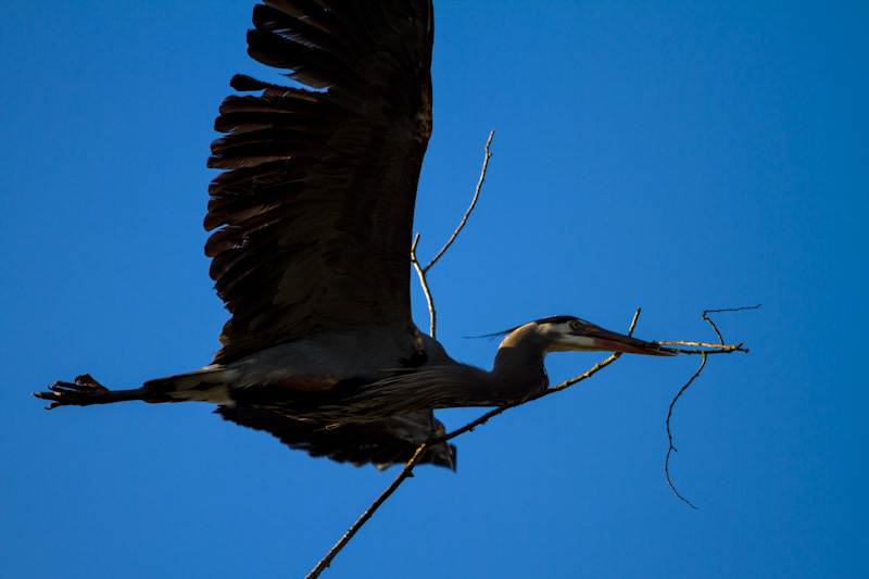 Great Blue Heron Carrying Nest Material