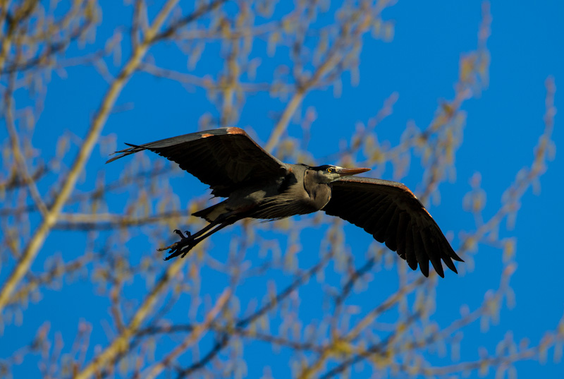 Great Blue Heron In Flight