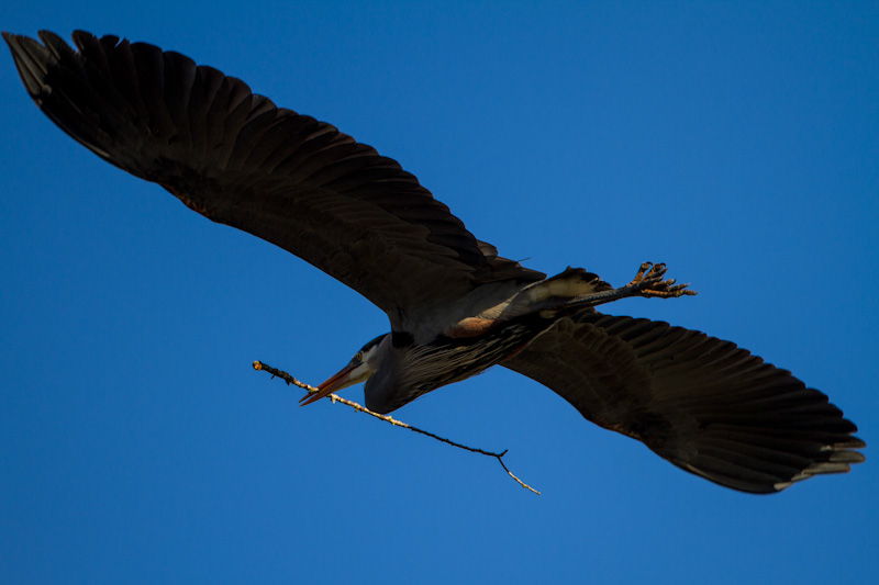 Great Blue Heron Carrying Nest Material