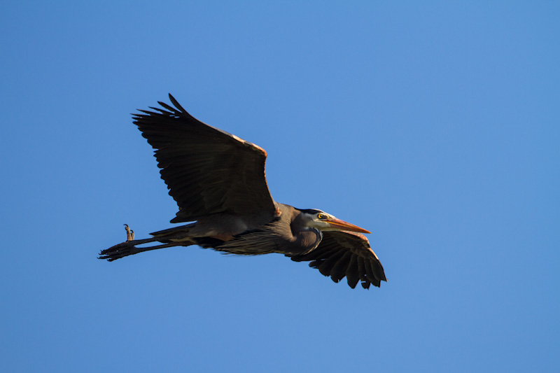 Great Blue Heron In Flight