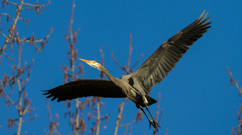 Great Blue Heron In Flight