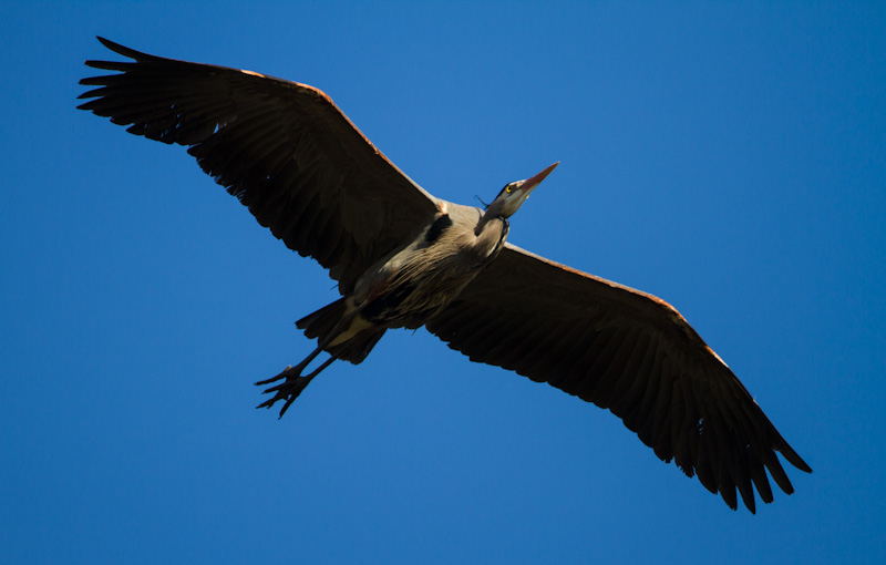 Great Blue Heron In Flight