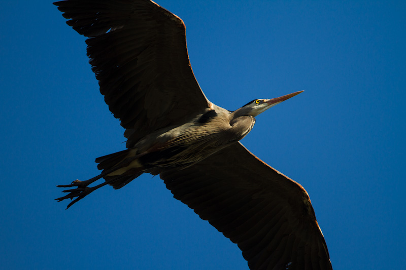 Great Blue Heron In Flight