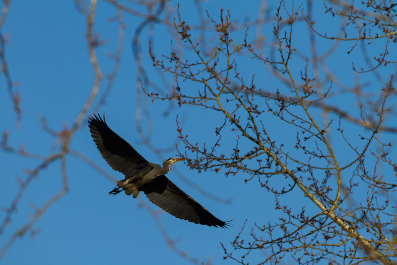 Great Blue Heron In Flight