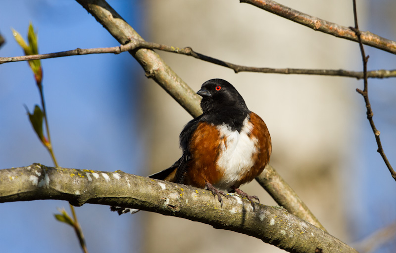 Spotted Towhee