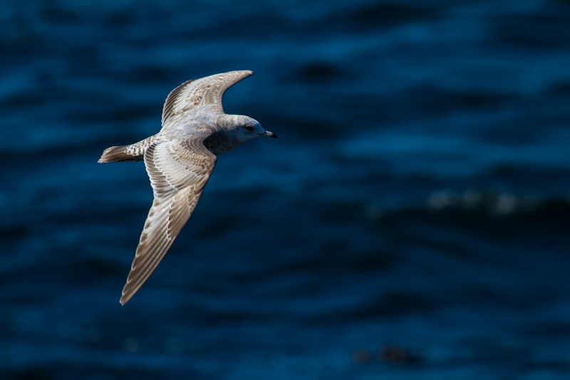 Gull In Flight