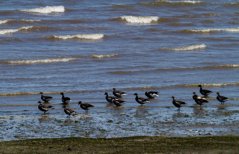 Brant On Beach