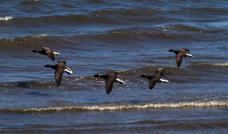 Brant In Flight