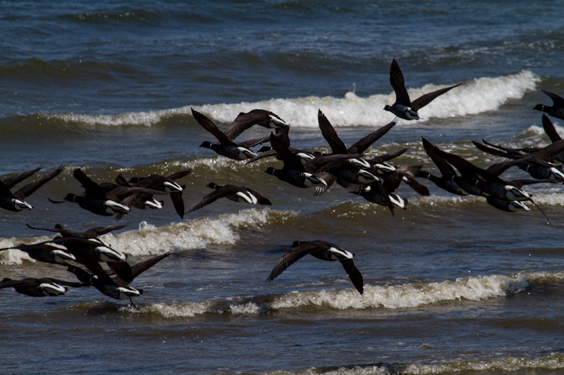 Brant In Flight