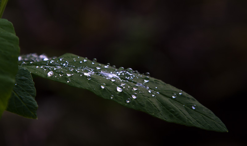 Raindrops On Leaves