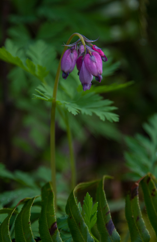 Pacific Bleeding Heart