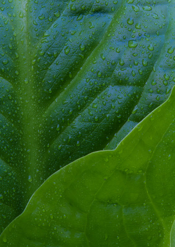 Raindrops On Skunk Cabbage Leaves