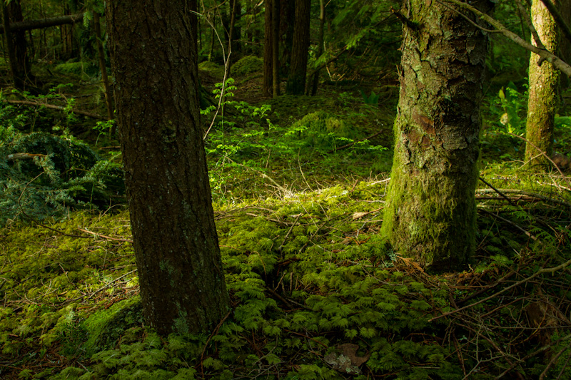 Tree Trunks And Moss