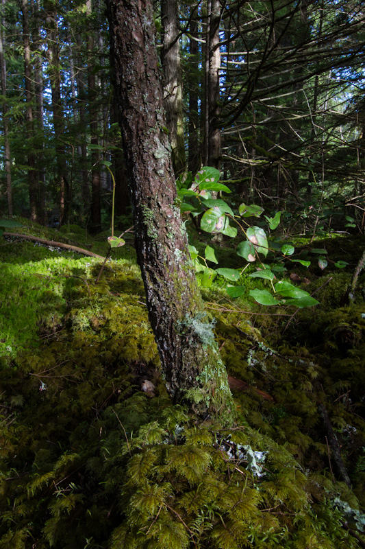 Tree Trunks And Moss