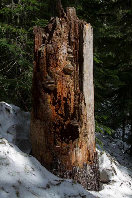 Tree Stump