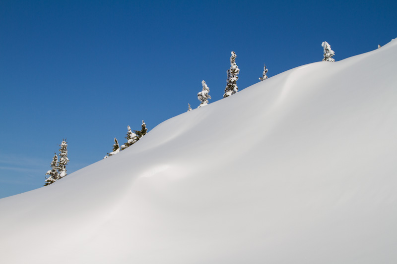 Trees On Snow Covered Ridge