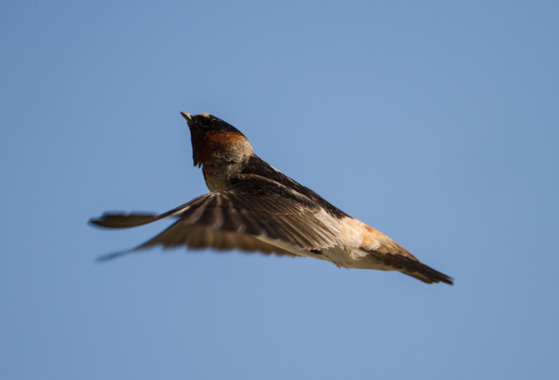 Cliff Swallow