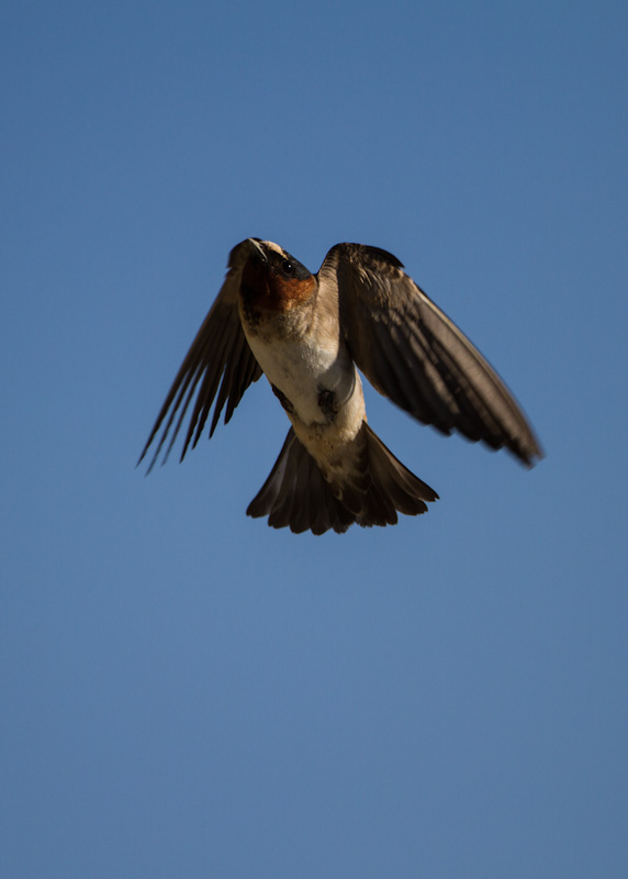 Cliff Swallow