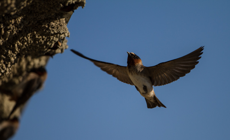 Cliff Swallow