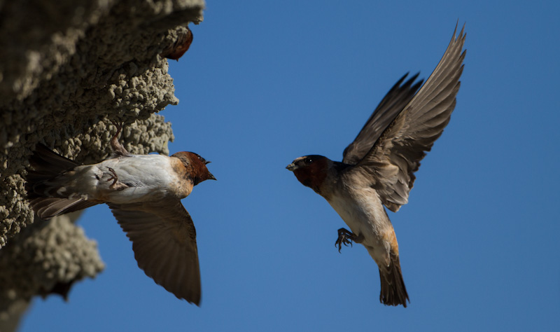 Cliff Swallow