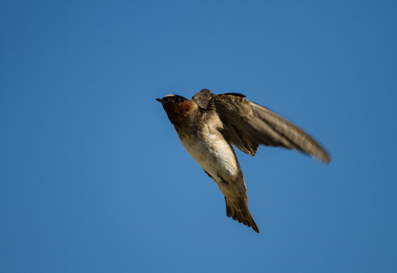 Cliff Swallow