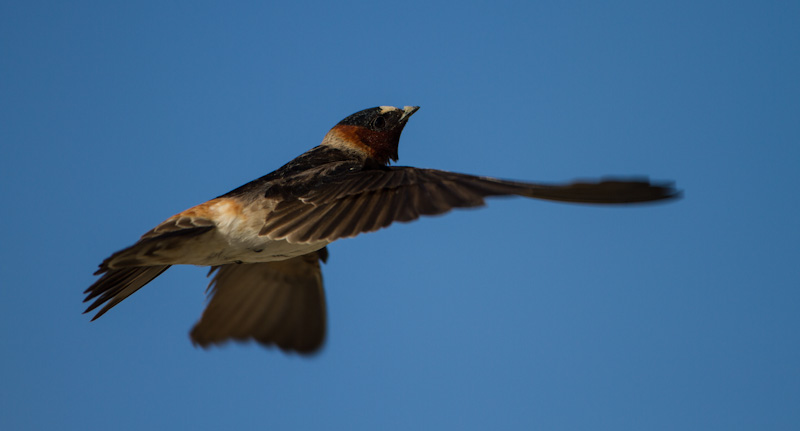 Cliff Swallow