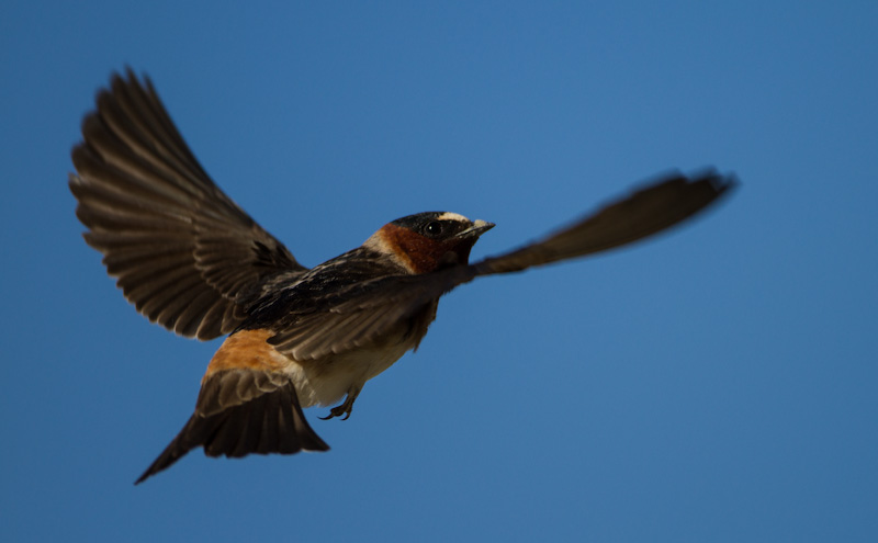 Cliff Swallow