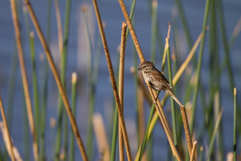 Song Sparrow