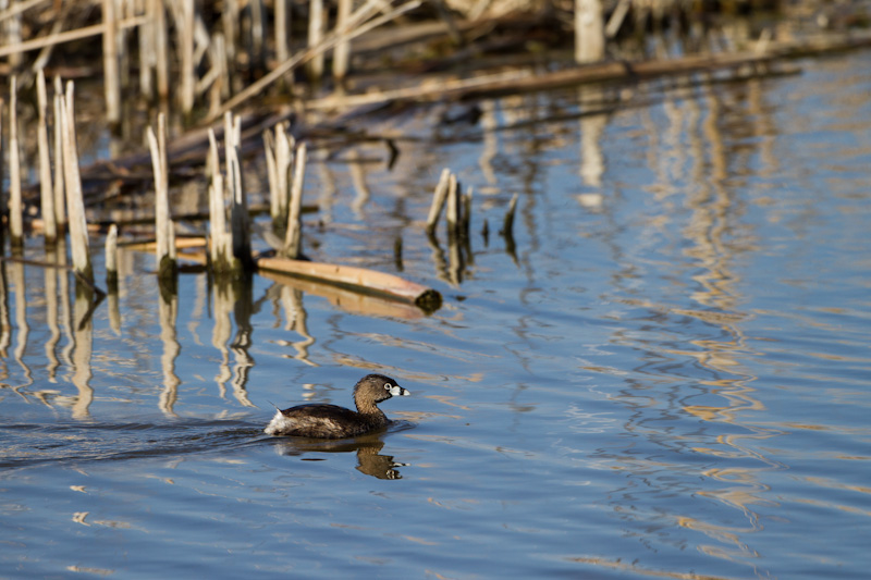 Pied-Billed Grebe