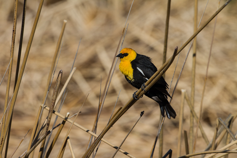 Yellow-Headed Blackbird