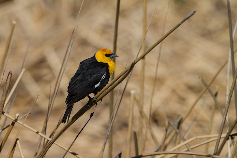 Yellow-Headed Blackbird