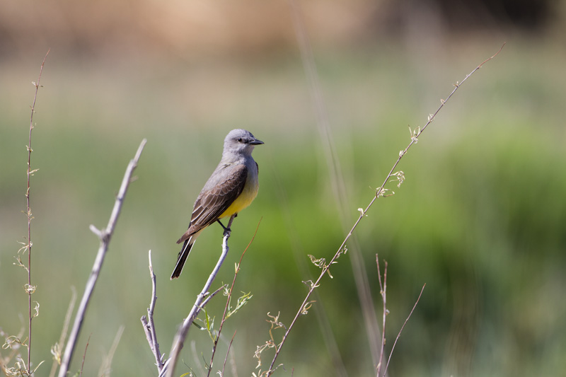 Western Kingbird