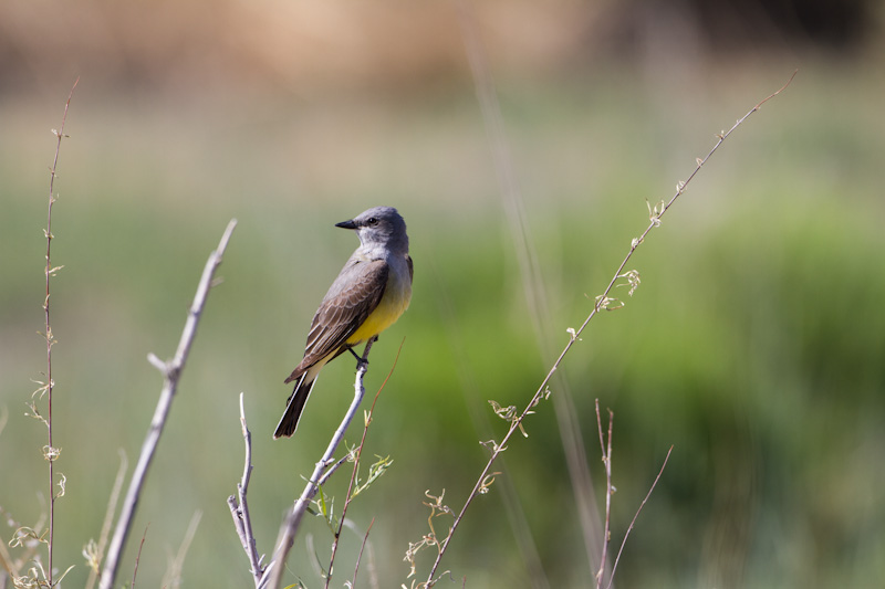 Western Kingbird