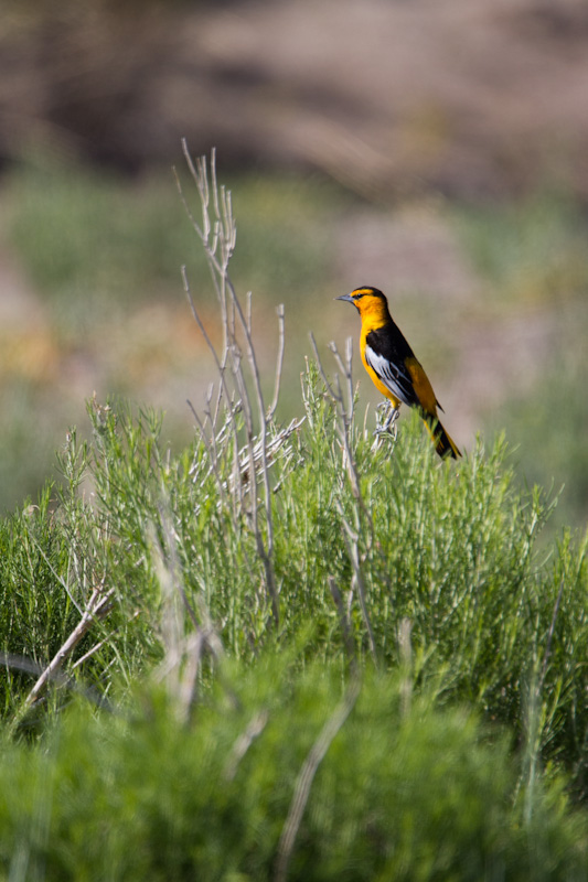 Bullocks Oriole