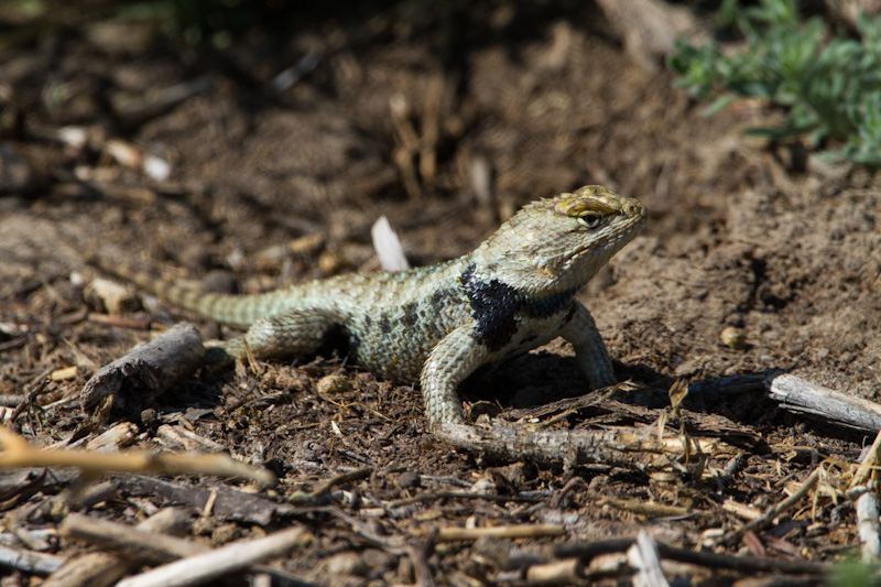 Desert Spiny Lizard