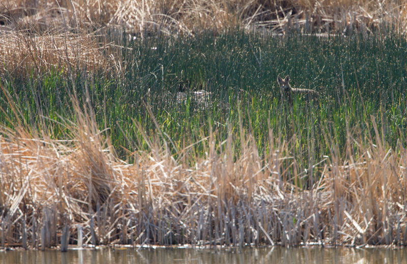 Coyote In Wetland