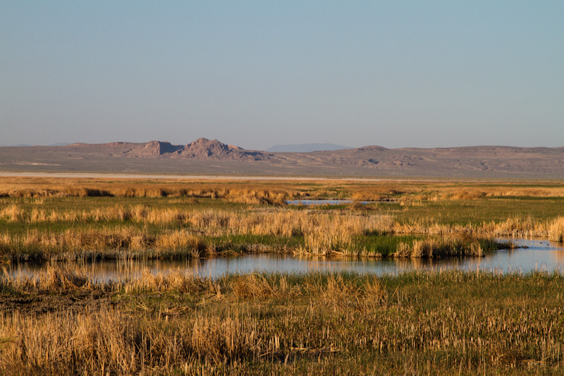 Stillwater Marsh