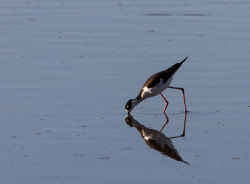 Black-Necked Stilt