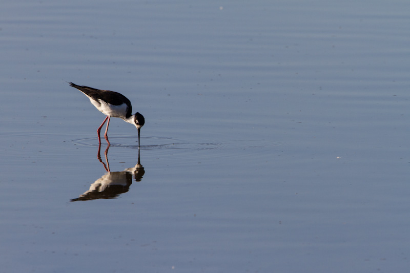 Black-Necked Stilt